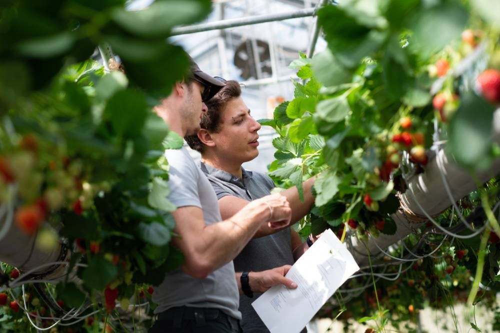 Agronomie – Cultures fraisières en serres par stimulation UV