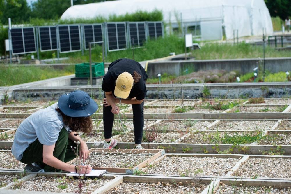 Gestion de la nature – Relevés sur des toitures végétalisées