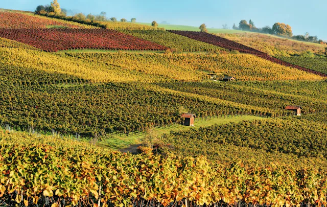 Die Chläggi-Route ist eine gemütliche Velotour, die kulinarisch, kulturell und landschaftlich zu begeistern weiss. Beim Radeln durch den ländlichen Klettgau verliebt man sich rasch in die goldenen Rebberge und charmanten Weinbaudörfer wie Hallau oder Osterfingen.

Damit man abends einen guten Tropfen in einem der gemütlichen Weinkeller geniessen kann, teilt man die 6-stündige Velotour am besten auf zwei Tage auf. Ein sportlich-erholsamer Ausflug durch den Regionalen Naturpark Schaffhausen.