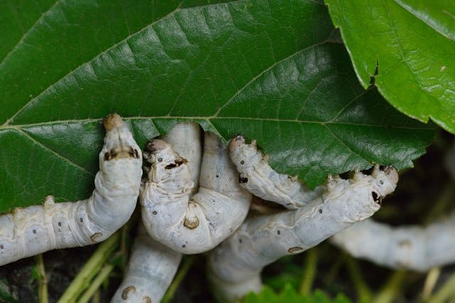 Seidenspinner haben nur eine Leidenschaft: Maulbeerblätter 
fressen.