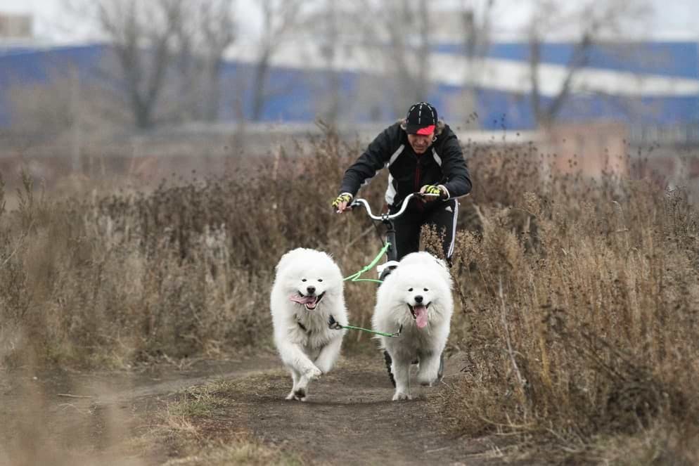 Plus de plaisir ensemble: faire du sport avec son chien est très à la mode. Qu'il s'agisse de course à pied, de vélo ou de trottinette.