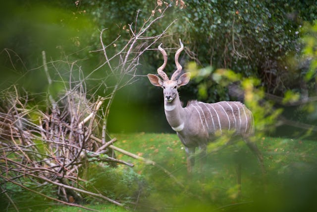 Der Zolli sensibilisiert für die bedrohte Biodiversität.