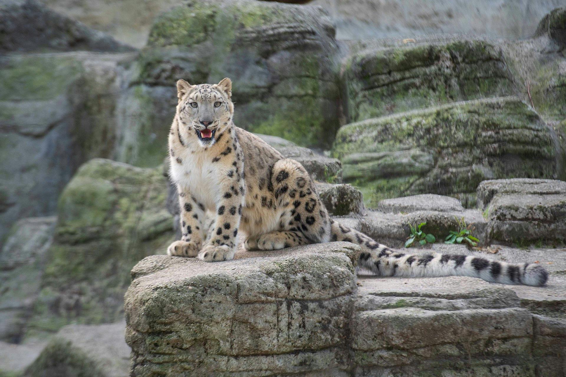 Unter anderem wunderschöne Tiere wie der Schneeleopard.