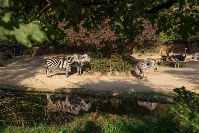Der Zolli ist nicht nur eine Erholungs-Oase, sondern setzt sich auch für den Natur- und Artenschutz ein.