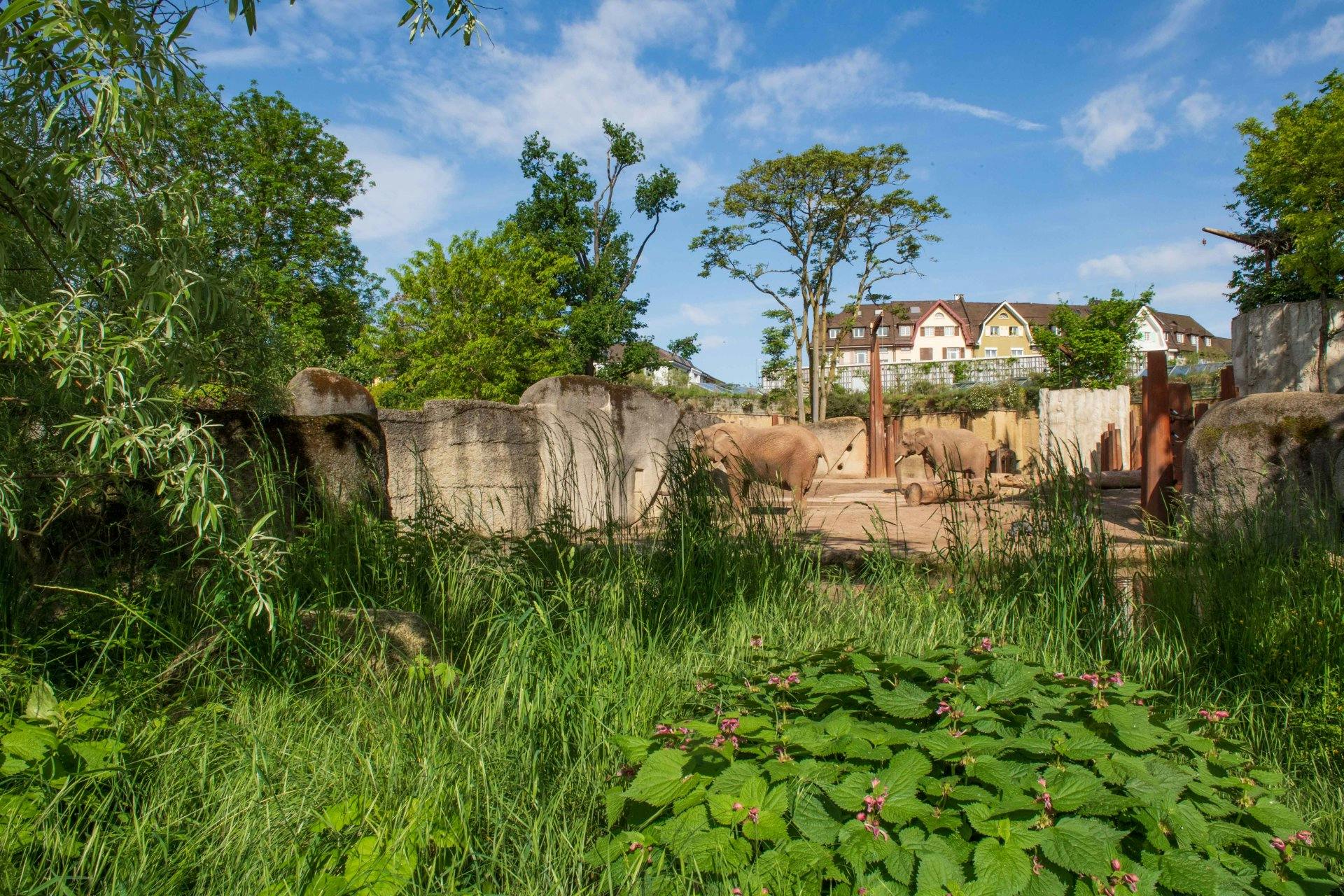 Aber auch den Elefanten kann man zuwinken.
