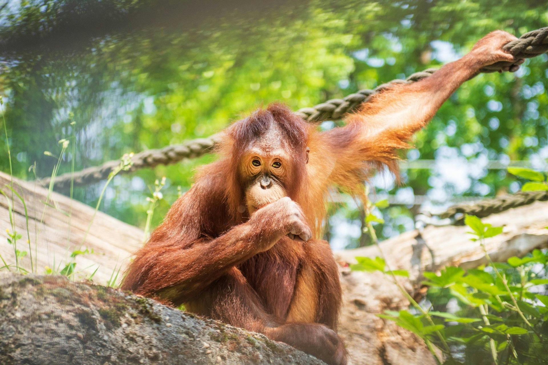 Im Jubiläumsjahr können sich Besucher*innen erstmals an einem Forschungsprojekt zu den Menschenaffen beteiligen.