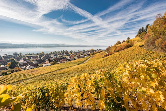 Le Vully, la plus petite des grandes régions viticoles de Suisse.