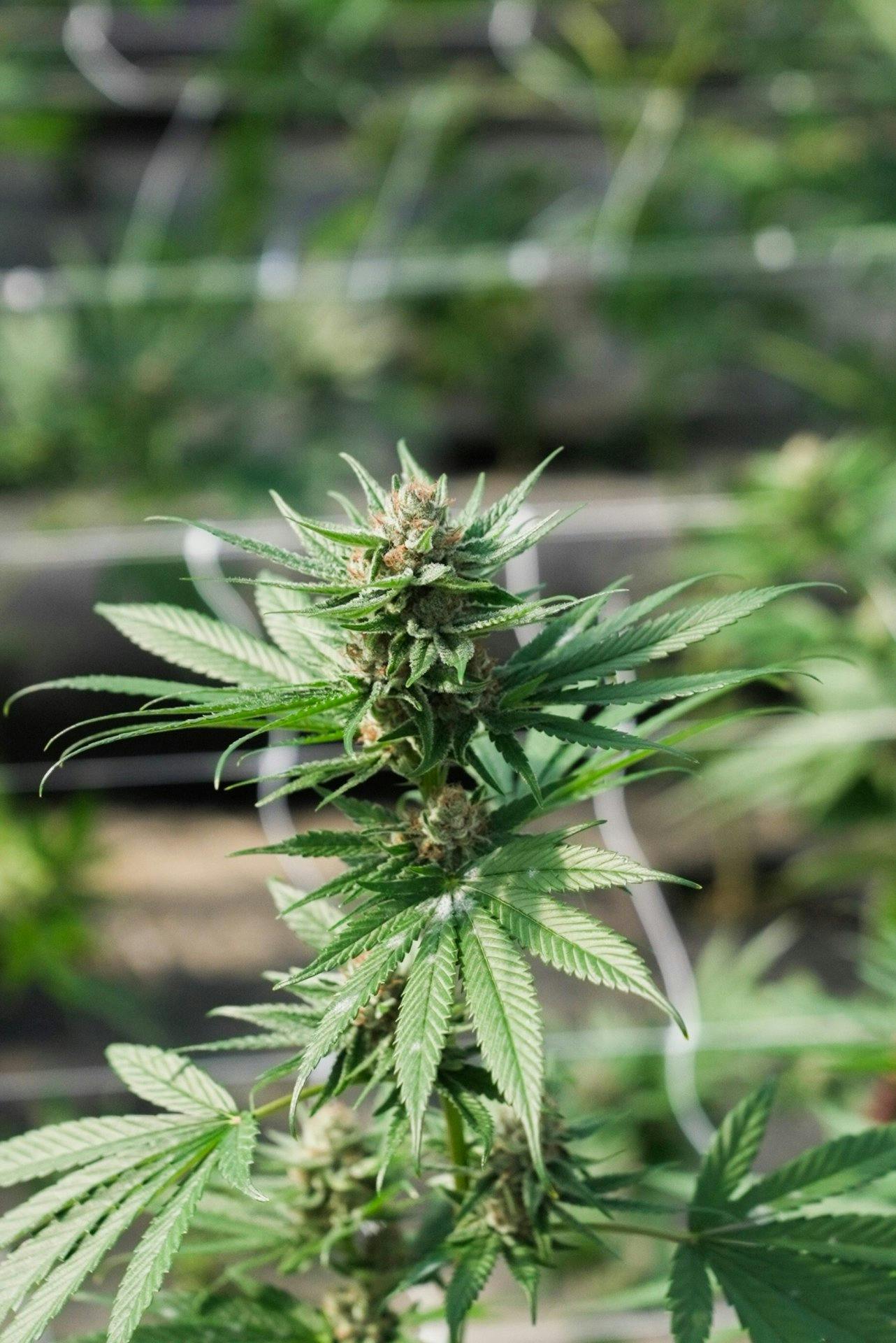Cannabispflanze aus dem Anbau bei SwissExtract.