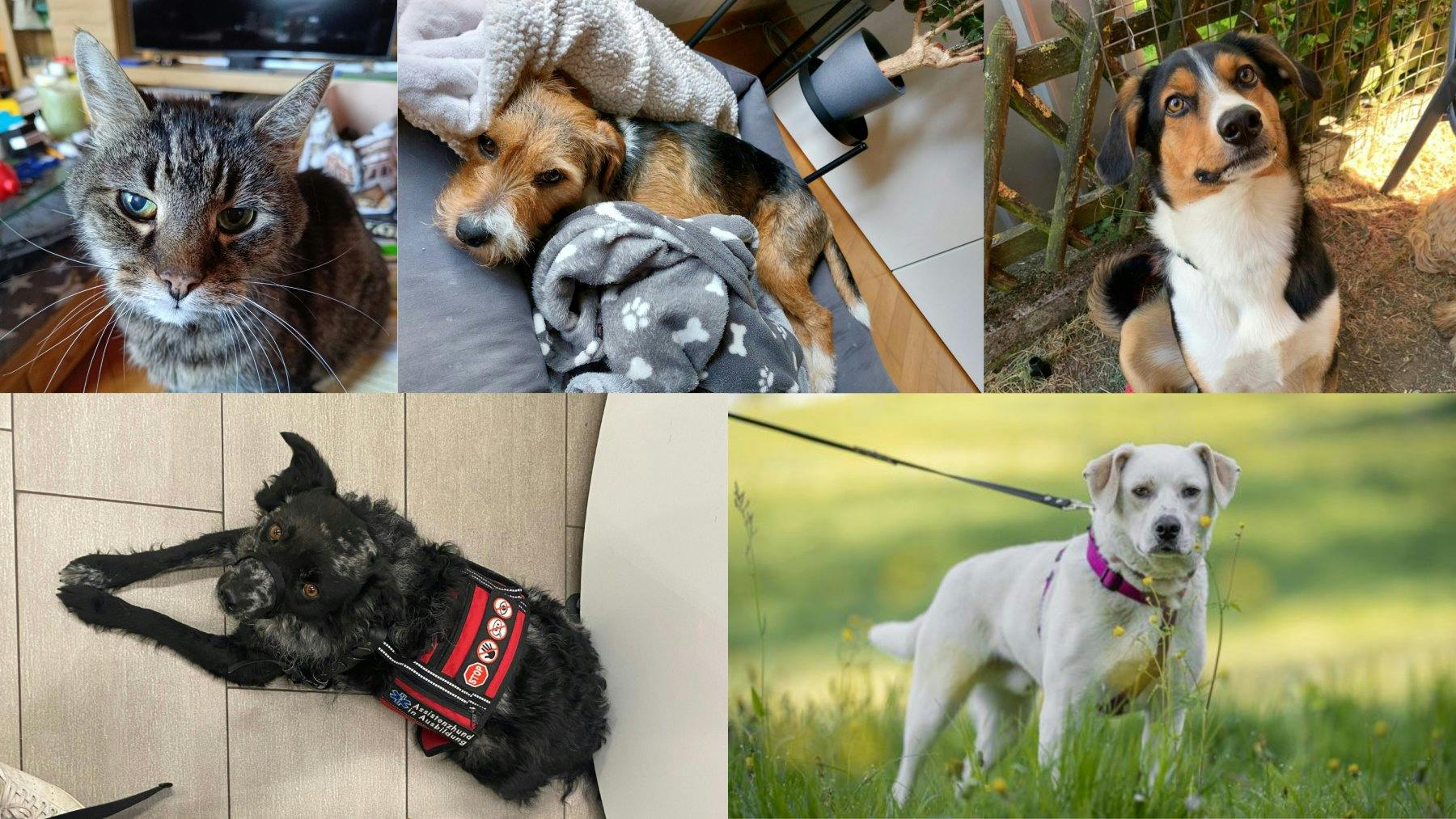 Voici les finalistes à quatre pattes pour le prix «Engagés pour les animaux» de Fressnapf.