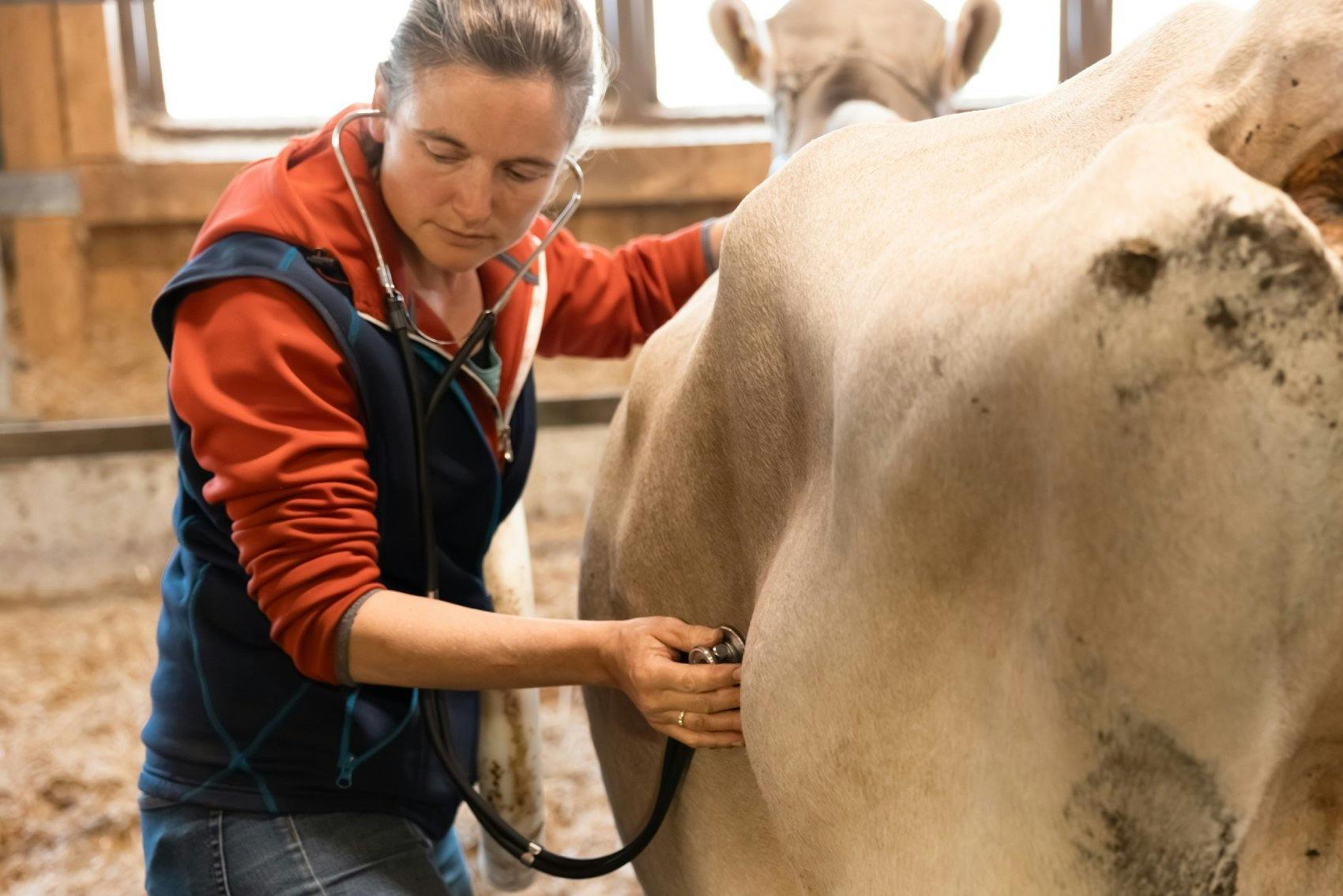 Examen dans l’étable: certains troubles digestifs sont audibles...