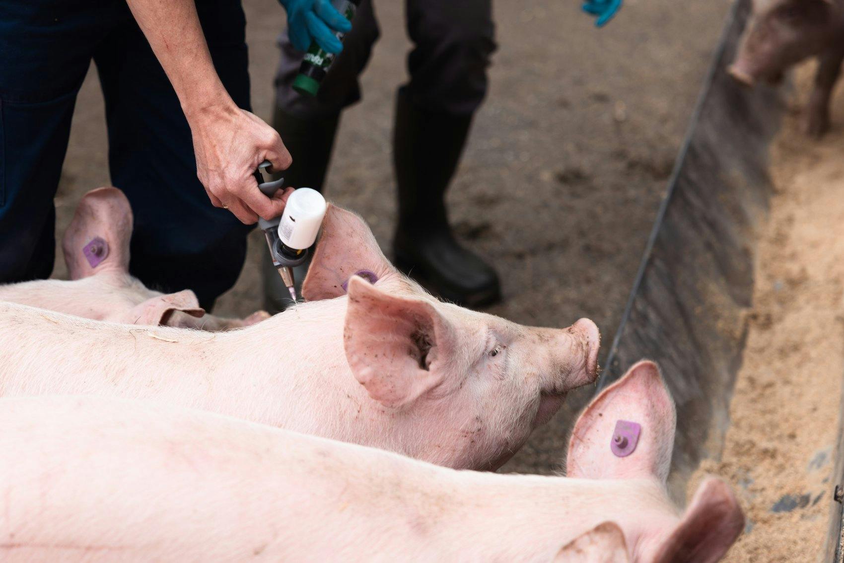 … pour les vacciner à titre prophylactique contre une maladie bactérienne de la peau qui peut survenir dans les pâturages.