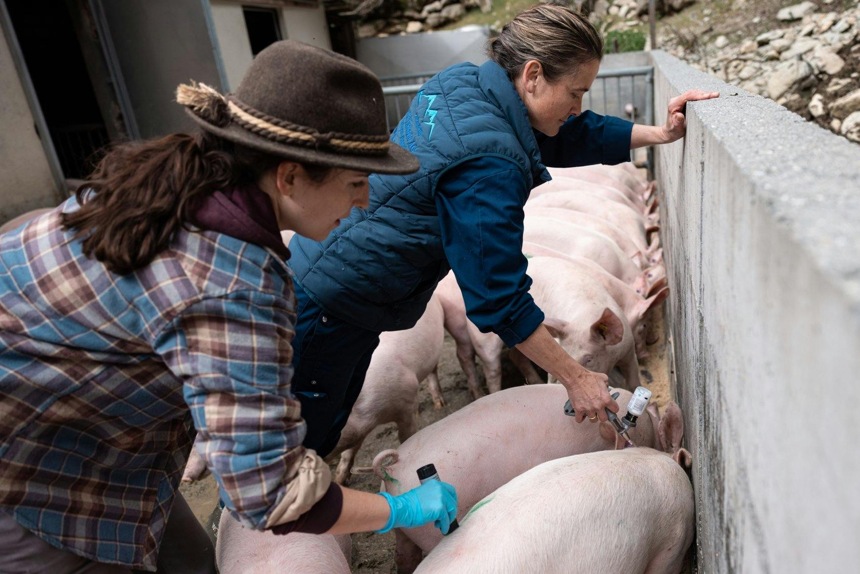 Distraire et récompenser: la mangeoire est le meilleur endroit pour traiter et marquer les animaux.