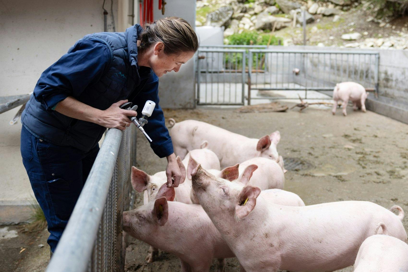 Au service de la santé des animaux: la vétérinaire Hanny Ambühl vient voir des cochons d’alpage près de Klosters...