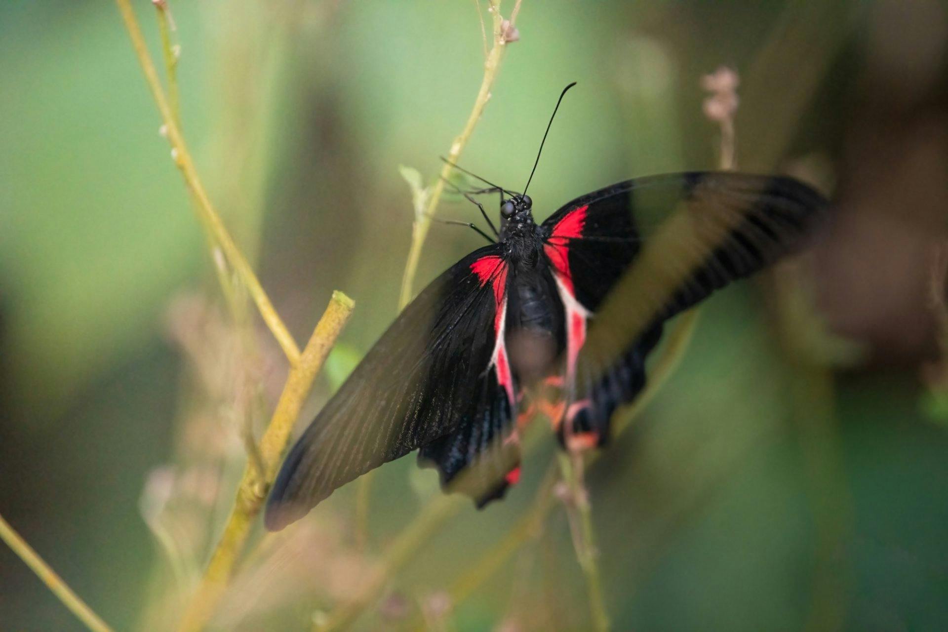 ... entdecken Besuchende im Papiliorama.