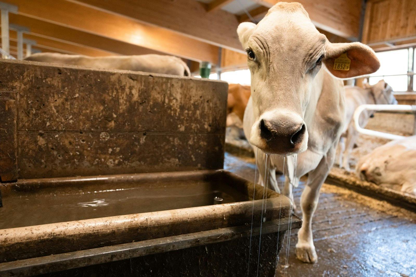 Gesunde Kühe trinken regelmässig. Was nicht alle wissen: ohne Milchkühe gibt es kein Fleisch – und umgekehrt.