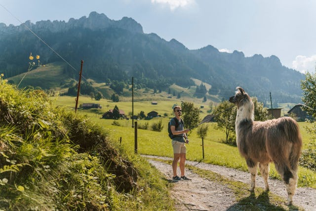 Ein einzigartiges Erlebnis mit den charmanten Lamas aus Südamerika.