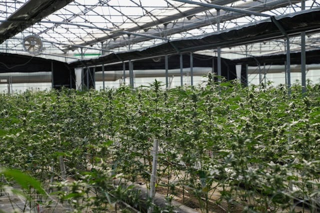 Konsumumstellung in Baselland: Cannabis-Pilotversuch zeigt positive Trends.