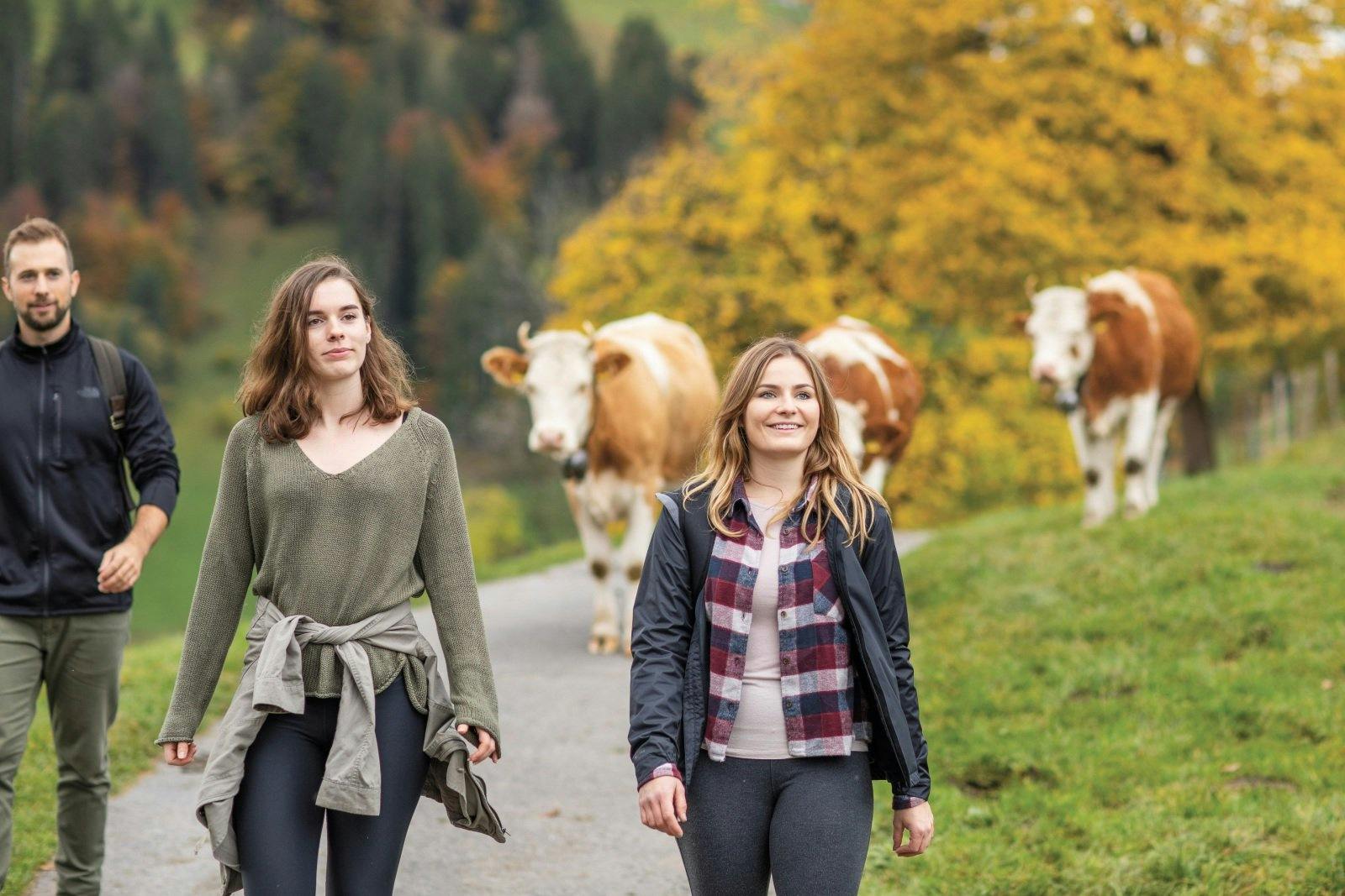 Schau, Kühe! Auch diesen süssen Tieren begegnest du auf der Wanderung.
