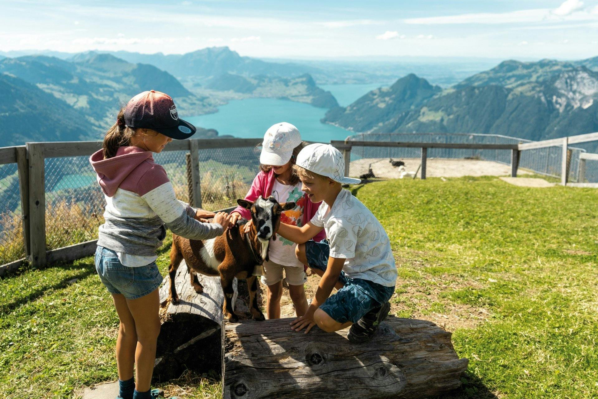 Spass für die ganze Familie: Der Geissli-Streichelzoo befindet sich auf dem Fronalpstock mit Aussicht auf den Vierwaldstättersee.