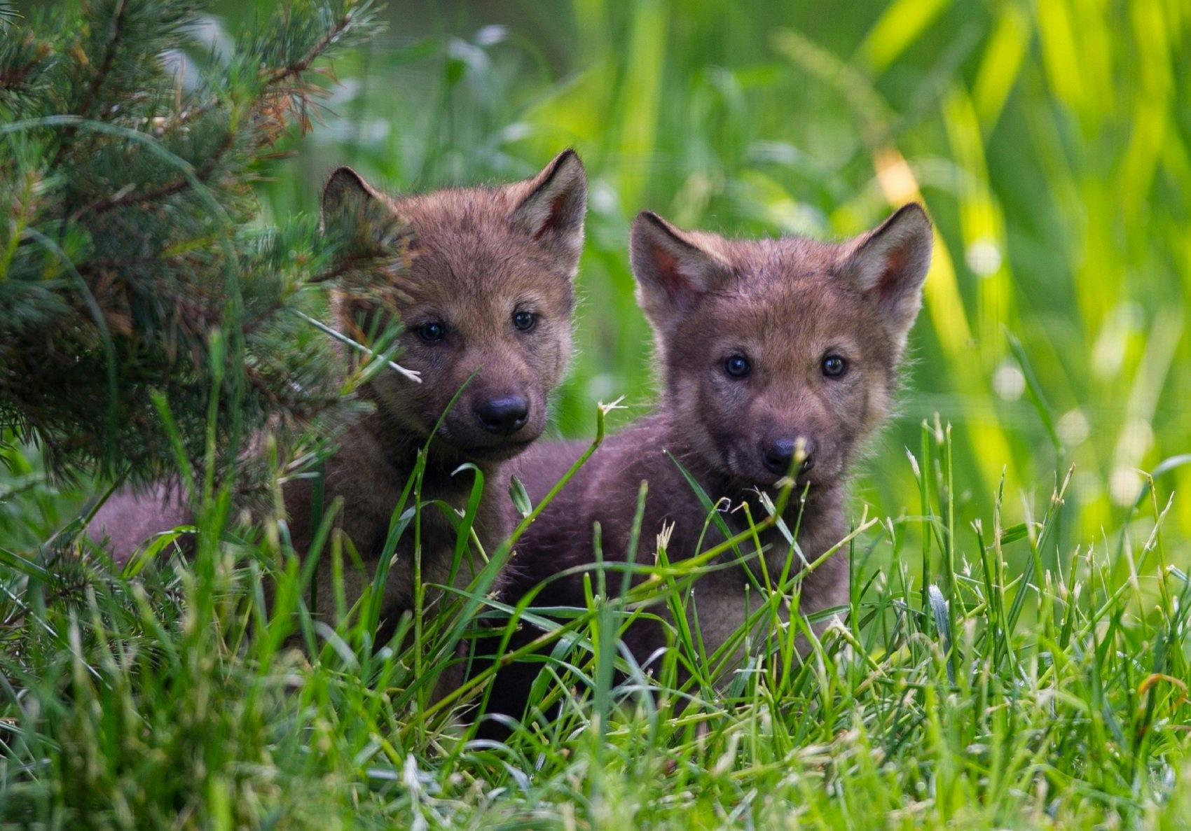 In Bern wirds tierisch!