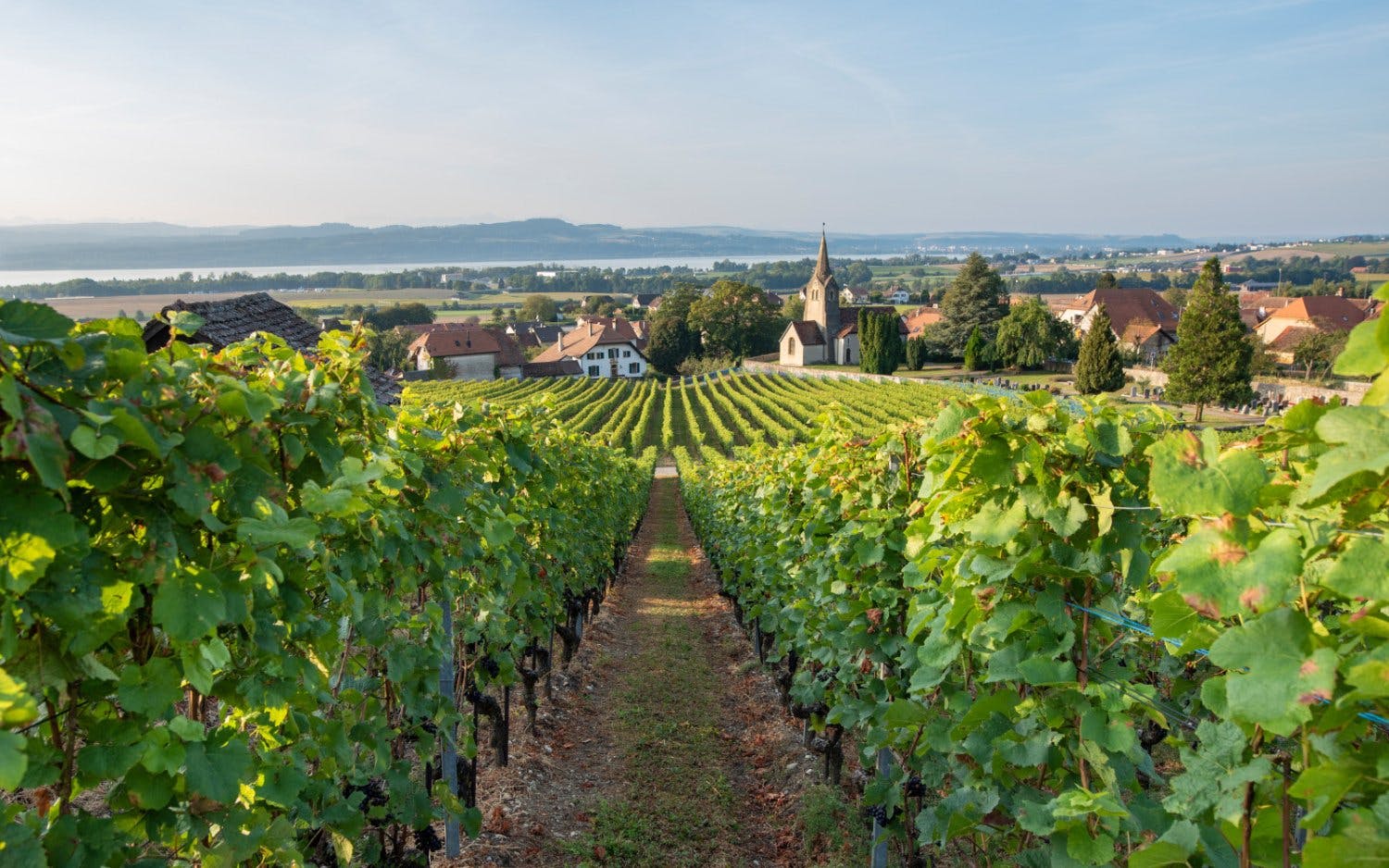 Entdecke 6 genussvolle Weinrouten der Schweiz