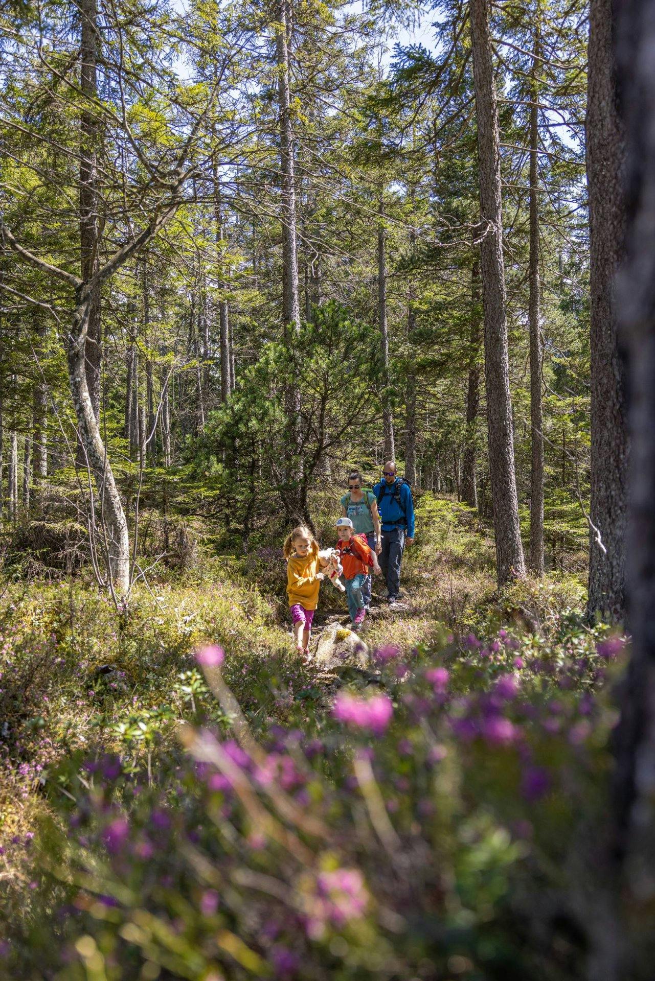 Auf dem Wildnis-Trail Kandersteg entdeckst du die Tier- und Pflanzenwelt der Schweiz.