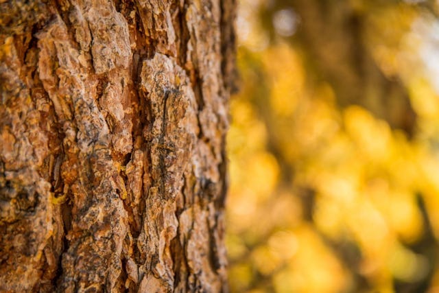 Der Aletschwald verzaubert mit seinen uralten Bäumen und seiner einzigartigen Tierwelt. Der Aletschwald verzaubert mit seinen uralten Bäumen und seiner einzigartigen Tierwelt.