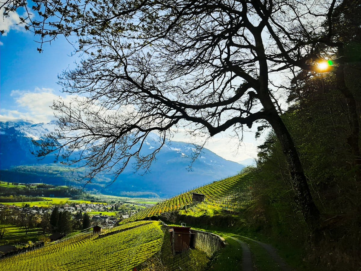 Entre montagnes et vignobles, cette randonnée offre des vues et des paysages variés.