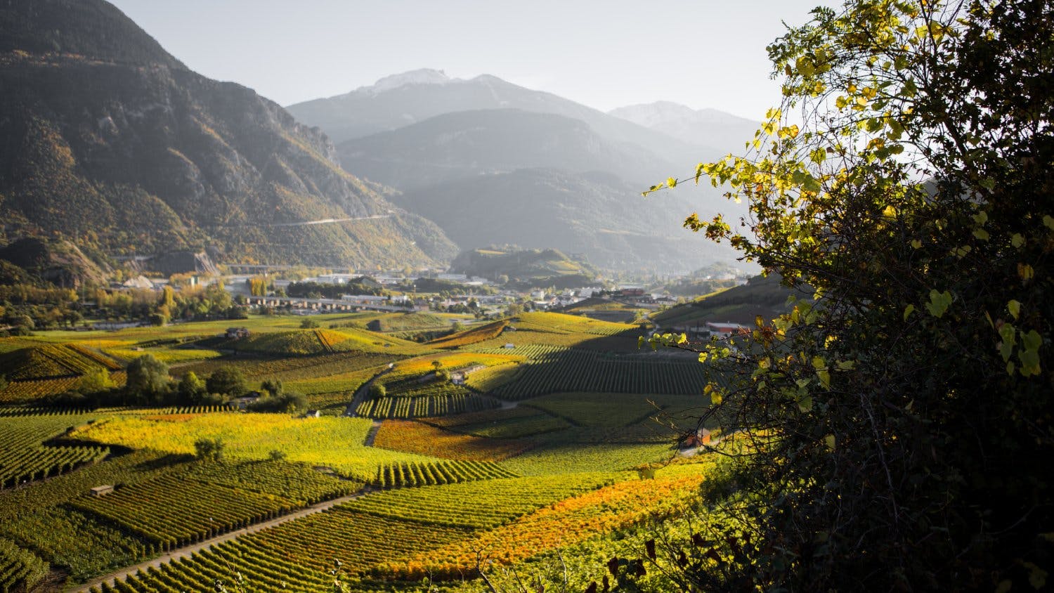 Le sentier viticole permet de découvrir l’univers fascinant de la viticulture en Valais.