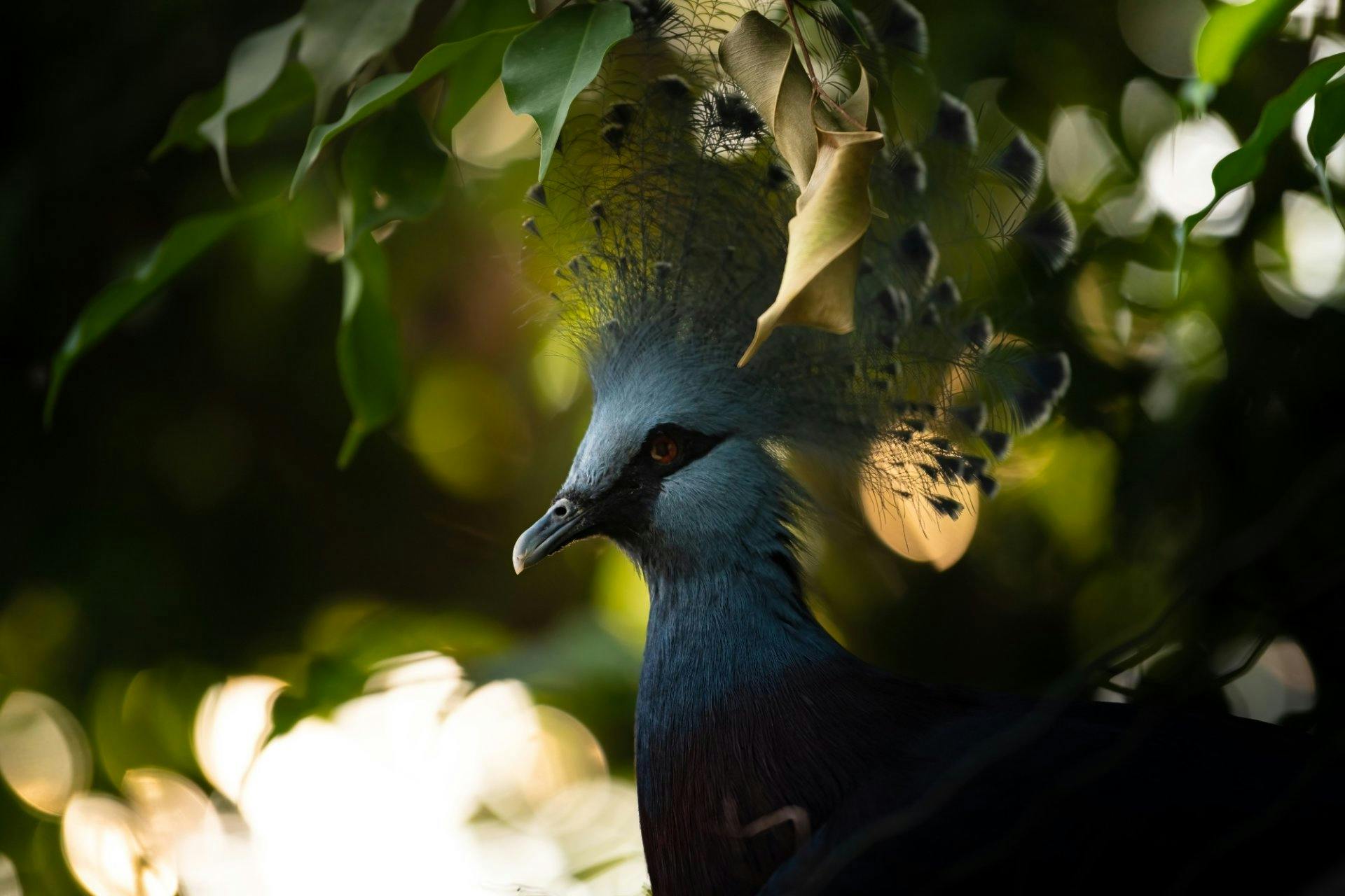 Im Papiliorama kannst du die beeindruckende Fächertaube aus nächster Nähe bewundern.