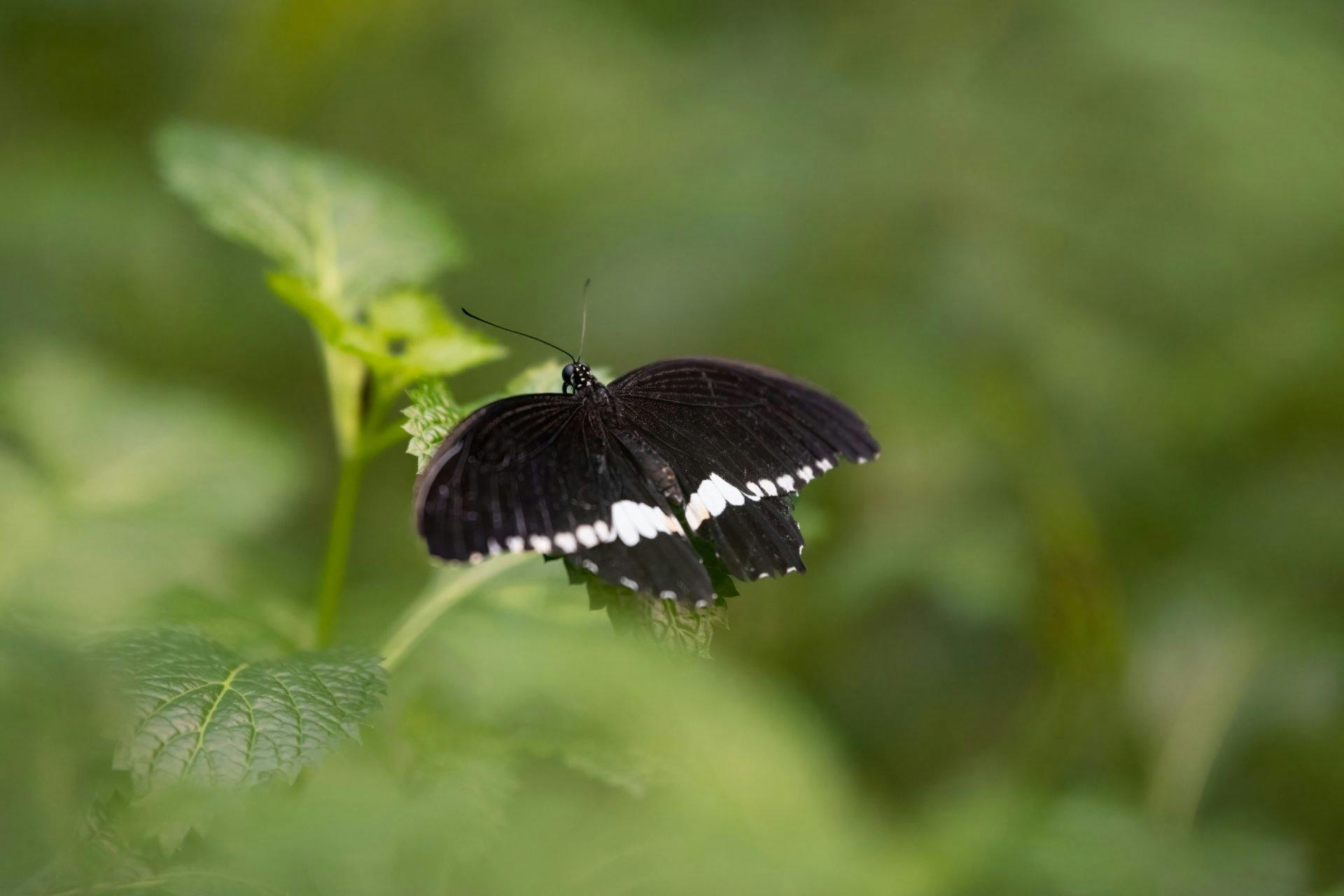 Der Schmetterling entfaltet seine farbenprächtigen Flügel.