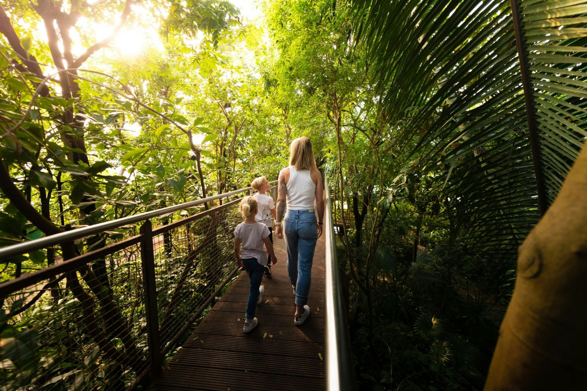 Von der Panoramabrücke aus geniesst du einen beeindruckenden Blick auf den tropischen Urwald.