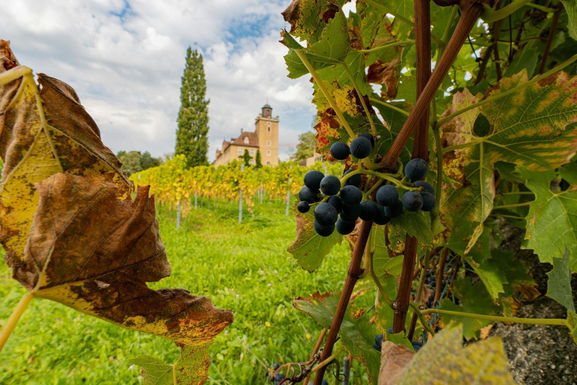 Der Blauburgunder, auch Pinot Noir genannt, ist die wichtigste Traube in der Bündner Herrschaft.
