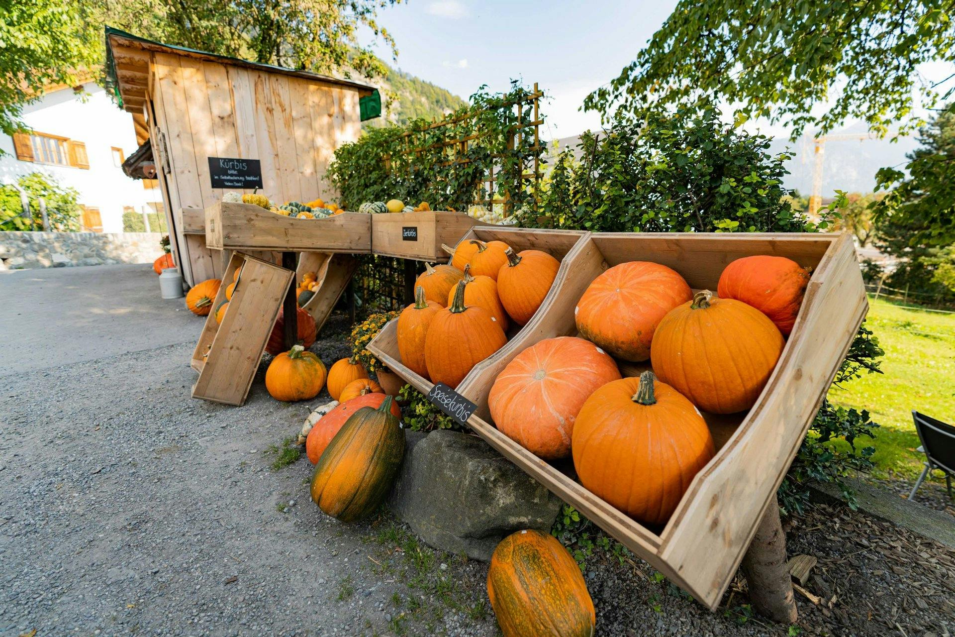 Gewaltige Kürbisse warten im Hofladen auf Kundschaft.