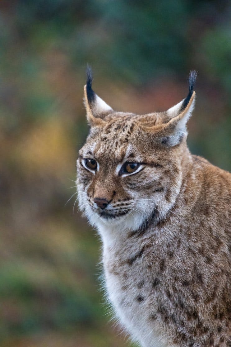 Venez observer la faune sauvage suisse de près