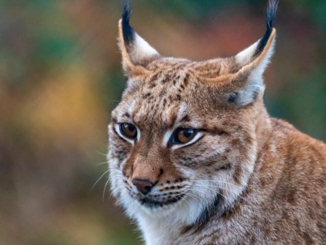 Marécottes. Marécottes.