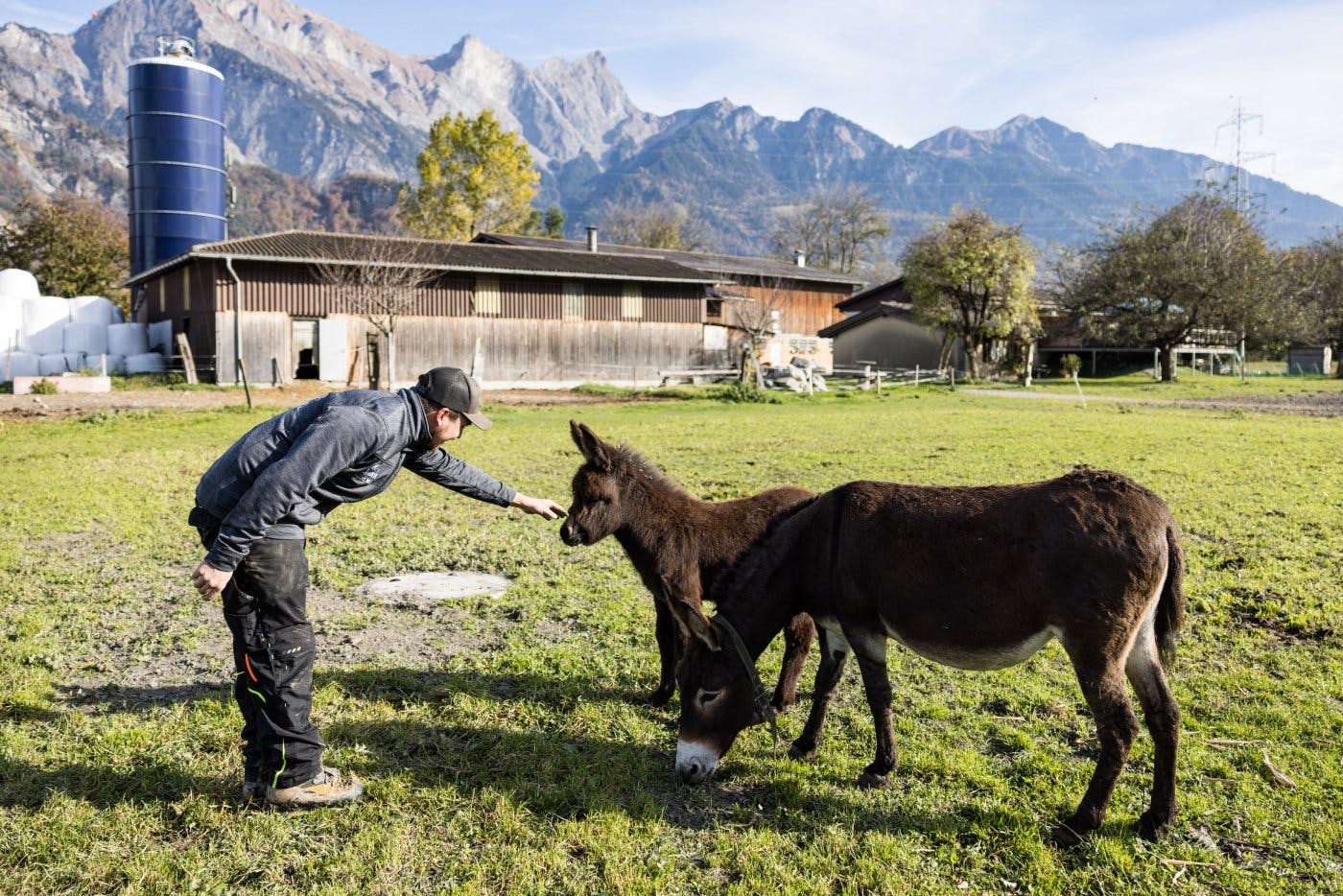 La ferme Danuser de Bad Ragaz séduit un large public sur les médias sociaux, notamment avec l’ânon Beni.
