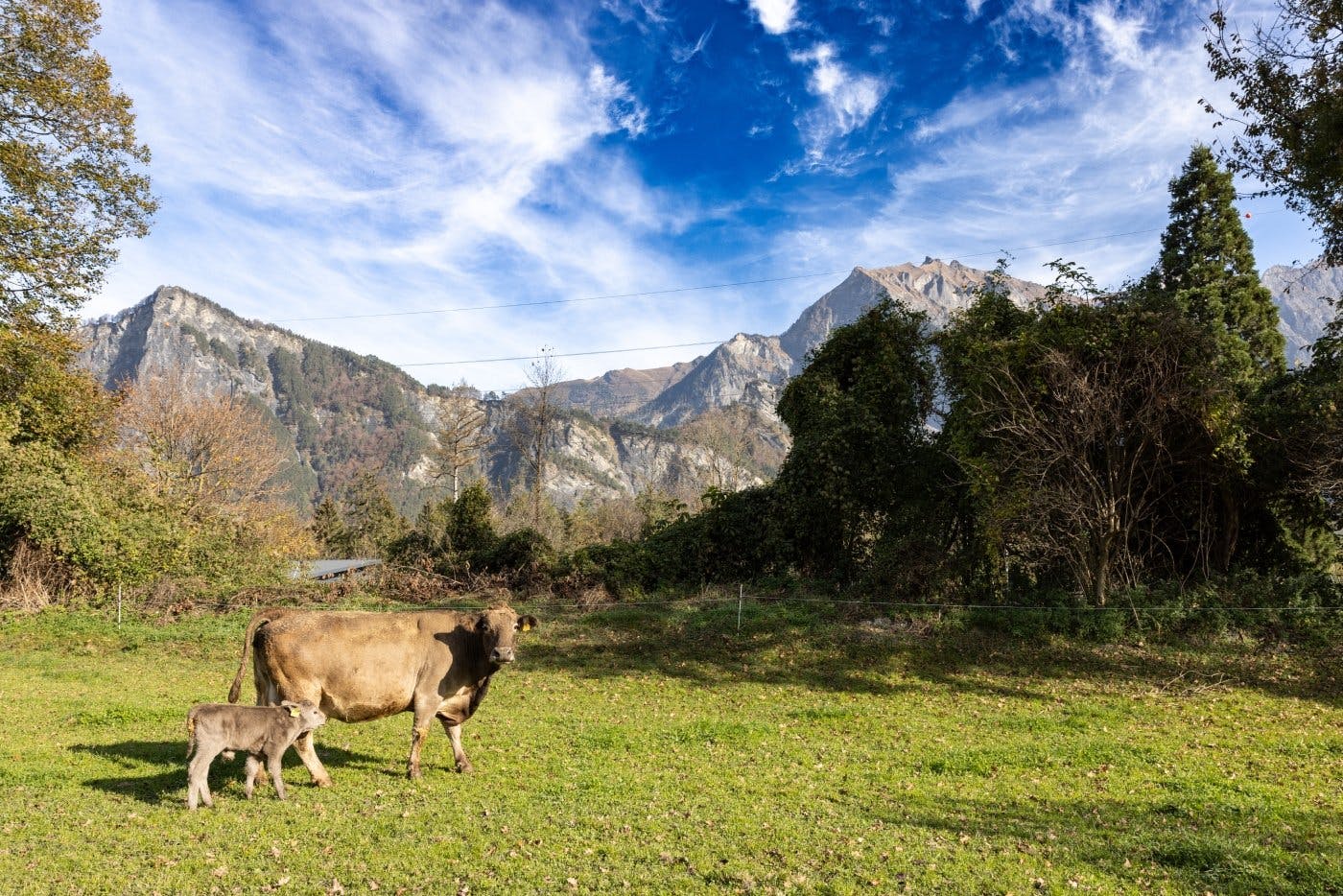 Lorsque le jeune homme de 29 ans filme la vache et son veau, il explique par exemple que les animaux ne mangent rien de ce que les hommes consomment....