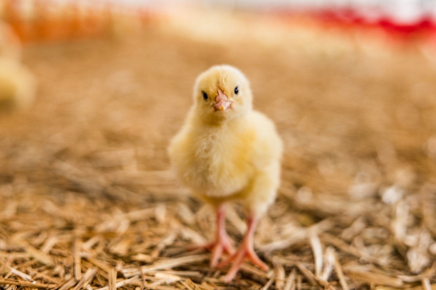 Les poules vivent dans un poulailler mobile et se nourrissent d’aliments de la région: elles reçoivent principalement des grains de maïs concassés. Ce...