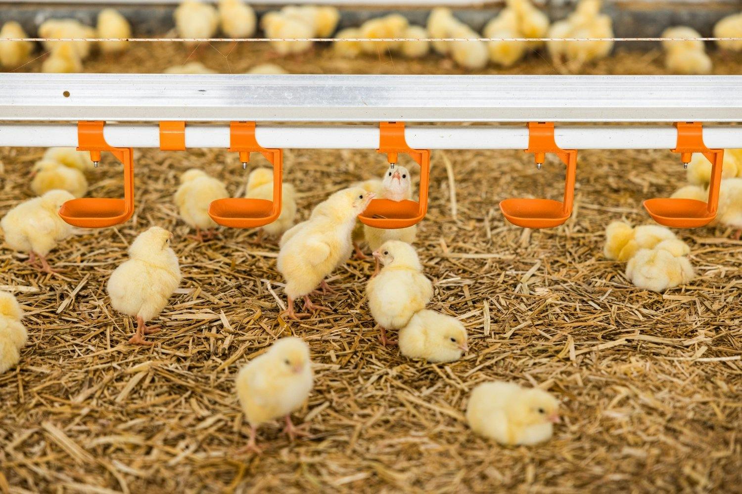 De l’eau, de la nourriture et un poulailler chaud et propre: si les poussins se portent bien, ils deviendront des poules en quelques semaines seulemen...