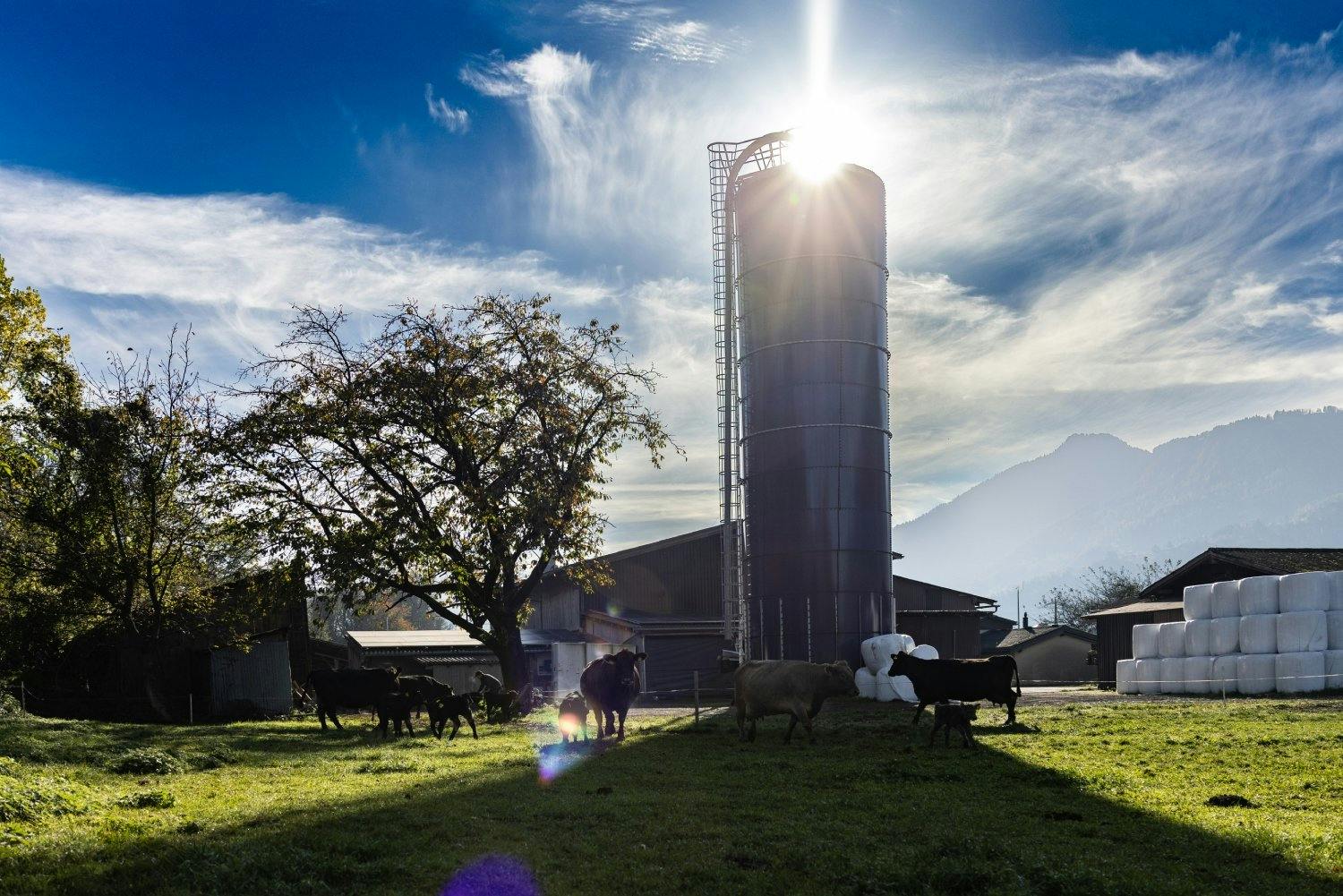 Les vaches et les veaux se réjouissent de chaque journée ensoleillée: si le temps est clément et le sol assez ferme, ils peuvent aller au pâturage mêm...