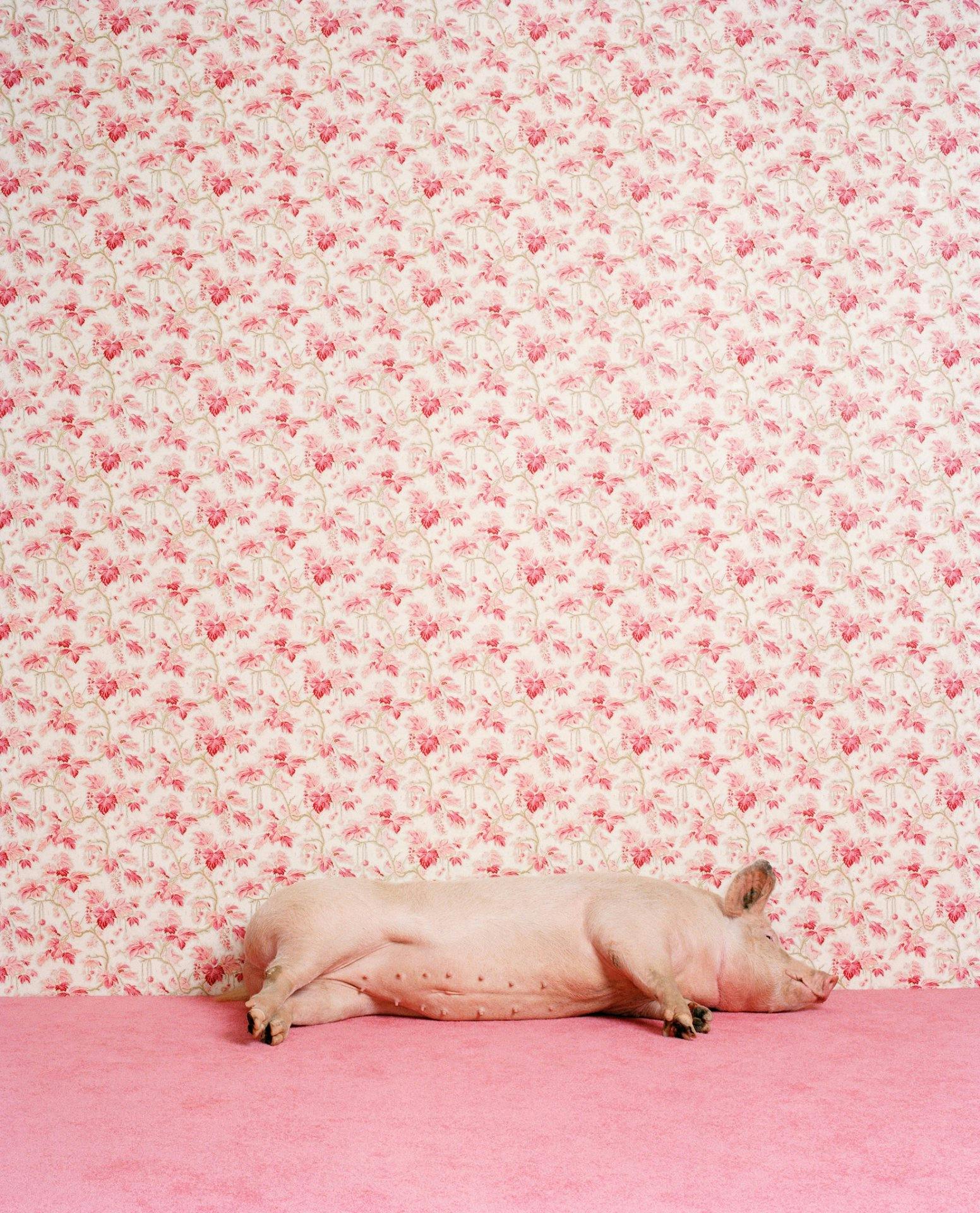 Exotische Haustiere werden immer beliebter in einigen Ländern: glückliches Hausschwein.