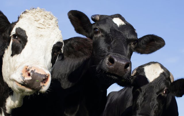 Les conditions d'élevage sont centrales pour les consommateurs suisses.