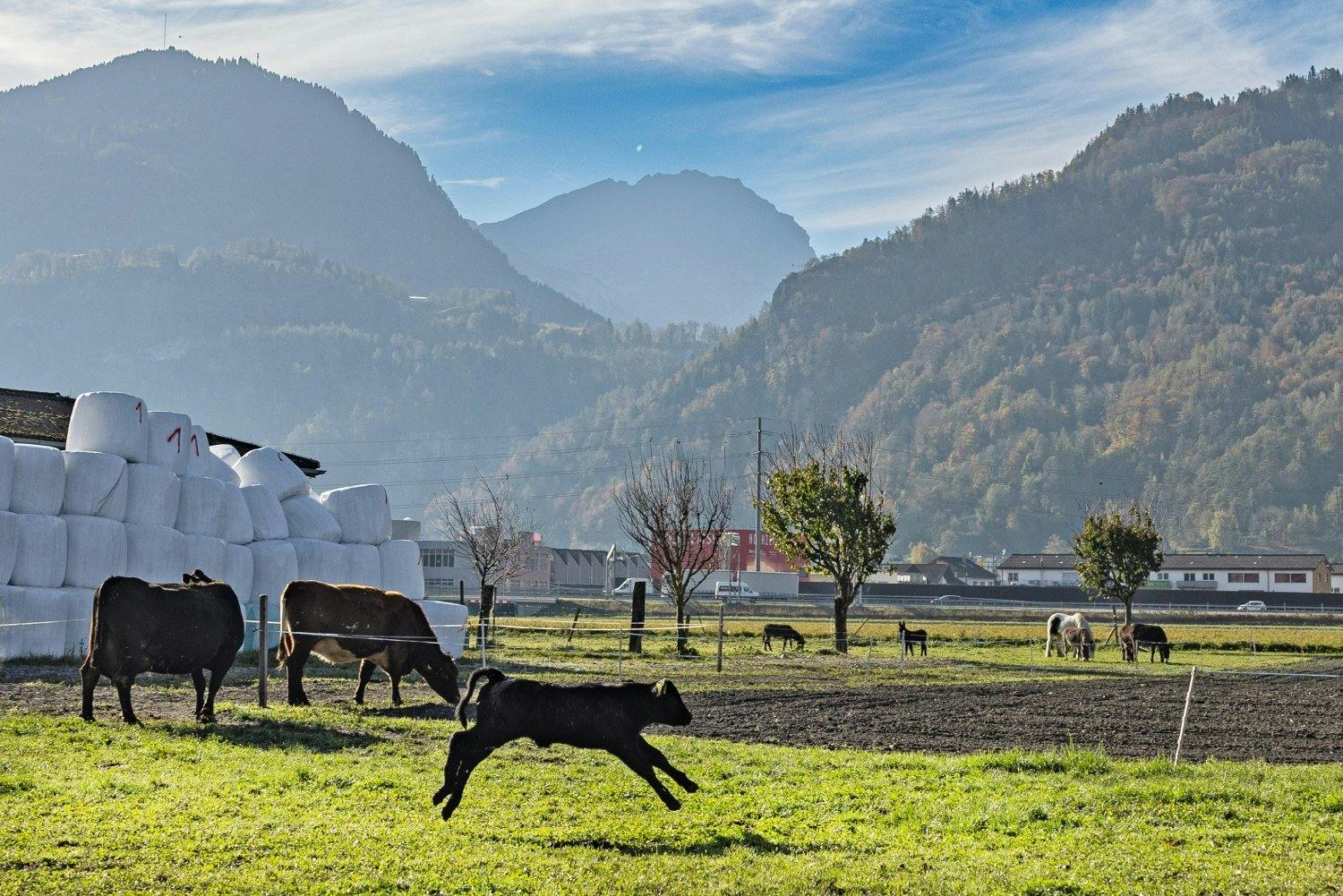 Gern gesehen: Gesunde Tiere und Kälber, die über die Weide springen. Schöne Bilder alleine machen Danusers Beiträge aber nicht aus.