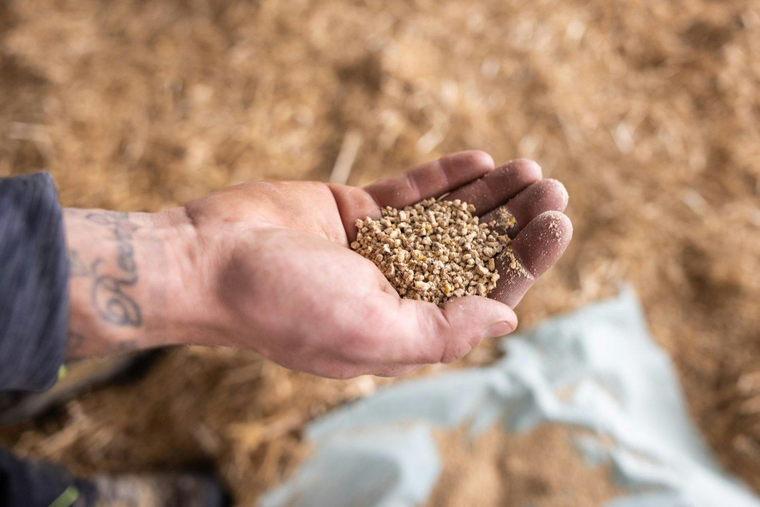 Lokal produziertes Poulet: Die Tiere leben im Rheintal - und fressen hauptsächlich Rheintaler Ribelmais AOP.