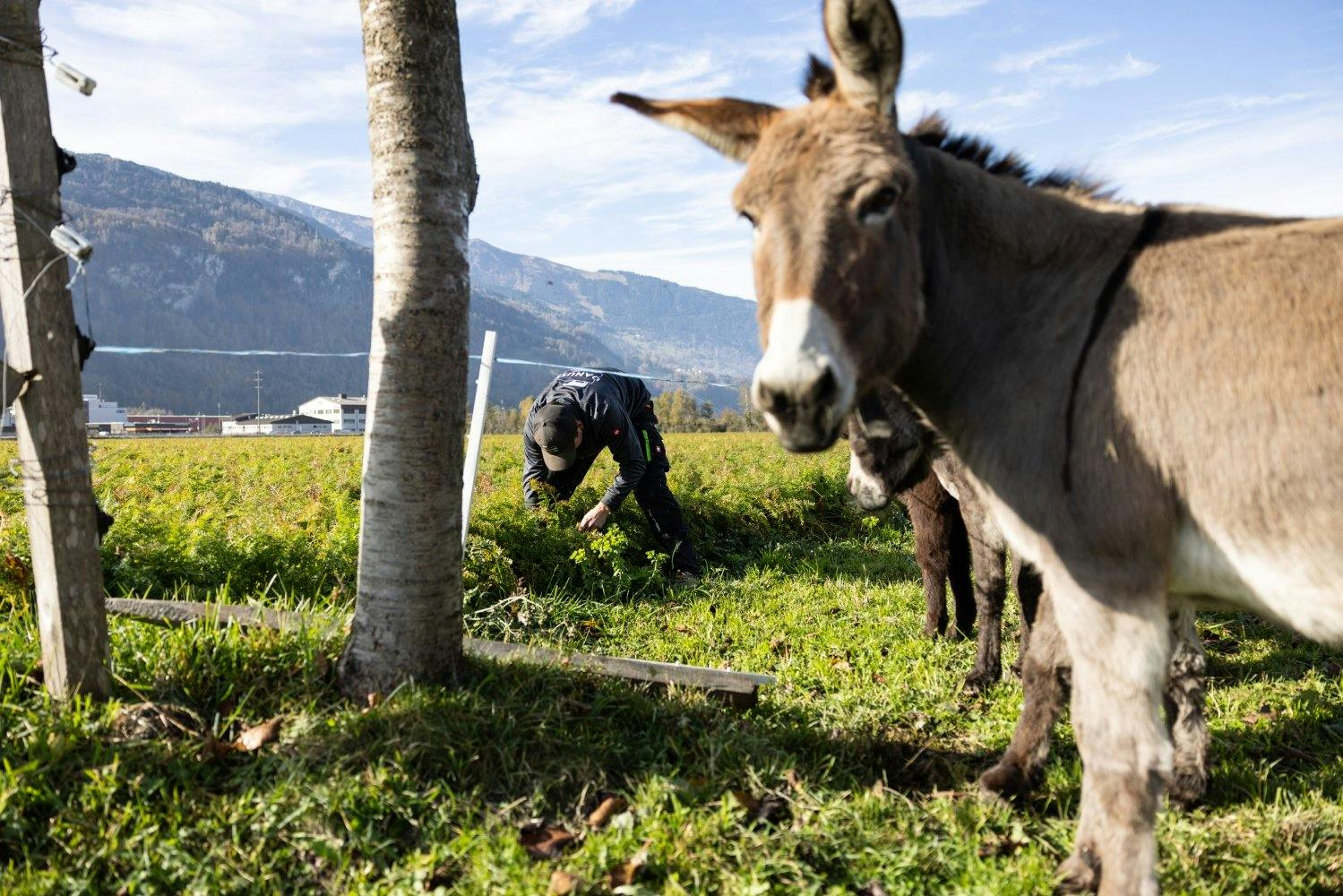 Leckerbissen für die Esel: Patrick Danuser schaut nach den Rüben und zieht ein paar davon für die Langohren aus dem Boden.