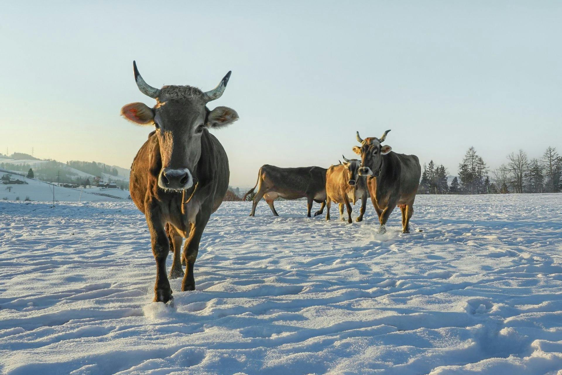 Les vaches laitières suisses ne craignent pas le froid: elles sortent aussi parfois dans la neige.
