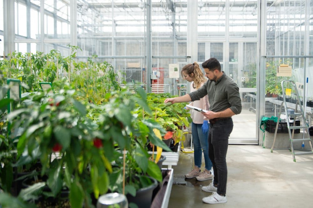 Agronomie – Cultures en serres sur le campus de Lullier.