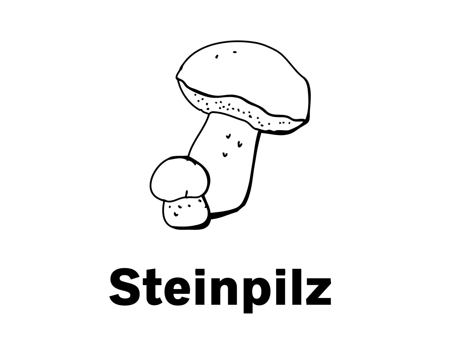 Der König unter den Pilzen hat ein festes Fleisch und ein köst-
liches Aroma. Besonders gut schmeckt er gebraten oder in Suppen, Risotto und Wild.