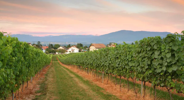 Sur les rives du lac Léman se trouve une petite ville du nom de Coppet. La «Route de Suisse», qui constitue la rue principale, vous invite à flâner devant de belles arcades, des commerces et des restaurants (sur seulement 300 mètres). Certaines pièces du château privé peuvent également être visitées. La randonnée mène le long du jardin du château et il est vivement conseillé de jeter un coup d’œil à l’intérieur ou par-dessus la clôture. Vous attend ensuite une petite ascension qui se prête à quelques photos jusqu’à l'église de Commugny. L’aventure se poursuit dans la zone résidentielle de Founex et vers l’intérieur des terres en passant par les vignes jusqu’au château de Bossey, qui est aujourd'hui un lieu de rencontre, de dialogue et de formation du conseil œcuménique des Eglises.


Avec ses jolies maisons, ses puits fleuris et son église, le petit village de Céligny est sans aucun doute un temps fort de cette randonnée. Situé à proximité, le village de Crans, son centre et son château méritent aussi le détour. Il se situe d’ailleurs sur le Chemin de Compostelle.

En passant le long de la voie ferrée et des vignobles, par une petite forêt et en traversant un petit cours d’eau appelé le Boiron, vous atteindrez la vieille ville et le château de Nyon.